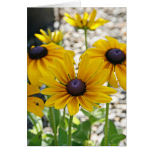 Blank Card, Rudbeckia Flower