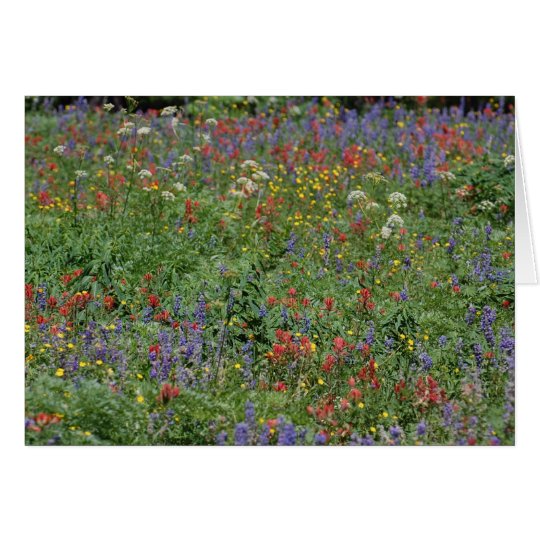 Blank Card - Wildflowers