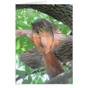 Blank Card with Funny Lazy Squirrel in a Tree