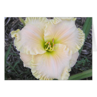 Blank Card with Perfect Form Daylily