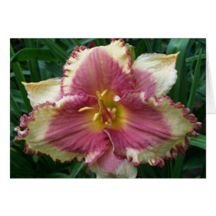 Blank Card with Pink Eyed Daylily