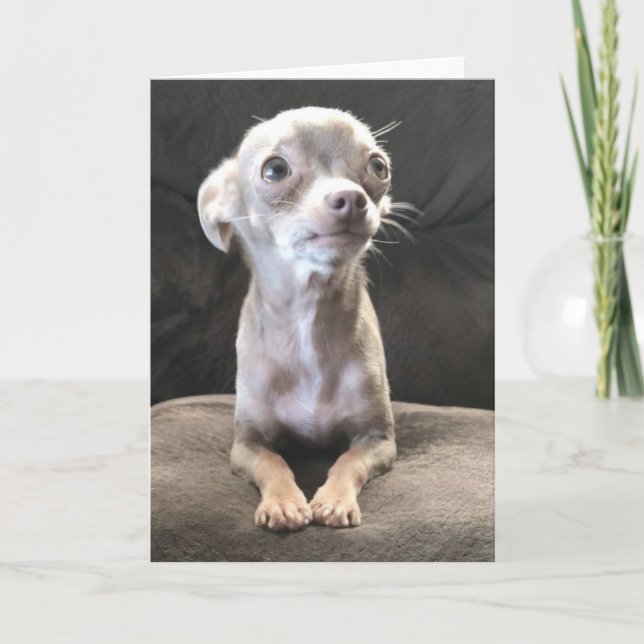 Blank Chihuahua greeting card (Front)