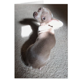 Blank Chihuahua greeting card
