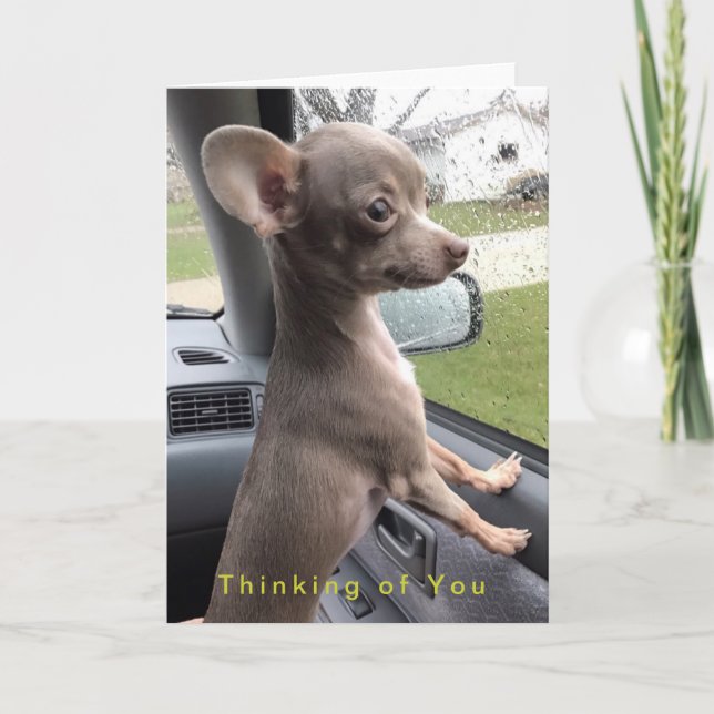 Blank Chihuahua greeting card - Thinking of You (Front)
