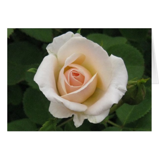 Blank-Cream Rose (Front Horizontal)