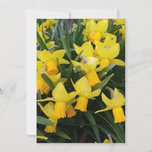 Blank Daffodils in Canada Floral Card