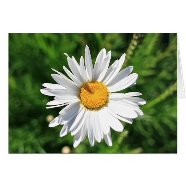 Blank Daisy Card (Front Horizontal)