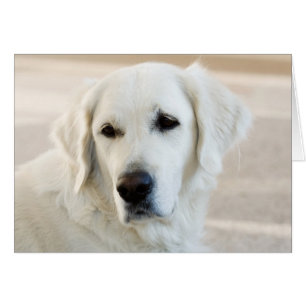Blank Golden Retriever Card