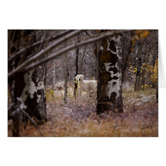 Blank Golden Retriever Photo Card