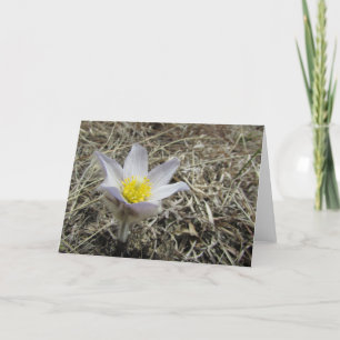 Blank Greeting Card