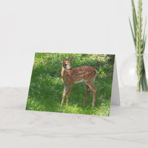 Blank Greeting Card Fawn