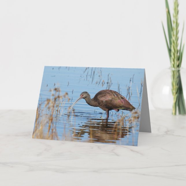 Blank Greeting Card featuring Ibis (Front)