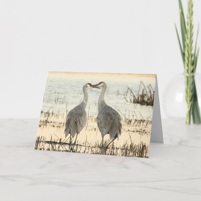 Blank Greeting Card featuring Sandhill Cranes (Front)