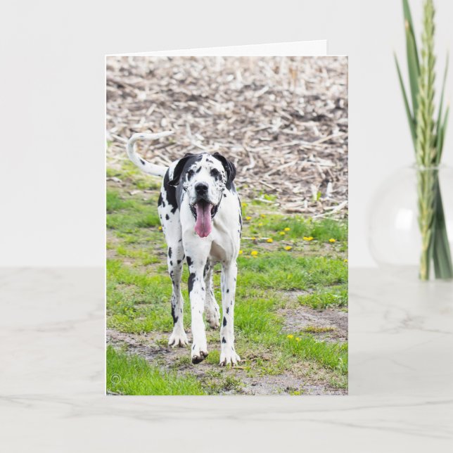 Blank Greeting card Great Dane (Front)