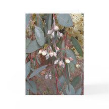 Blank Greeting Card - Gum Nuts