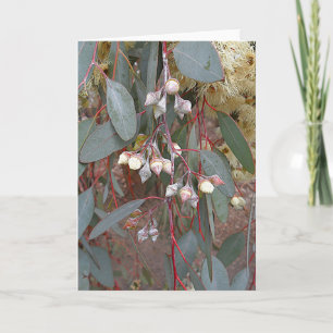 Blank Greeting Card - Gum Nuts