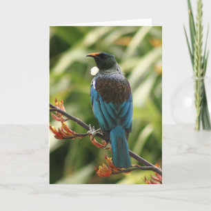 Blank Greeting Card: NZ Tui Bird Card