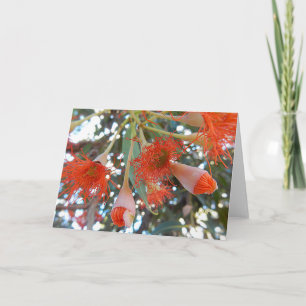 Blank Greeting Card - Orange Gum Tree Flowers