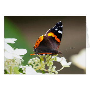 Blank Greeting card Red Admiral Butterfly