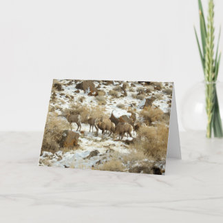 Blank Greeting Card with Big Horned Sheep photo