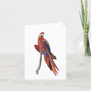 Blank greeting card with Scarlet Macaw design
