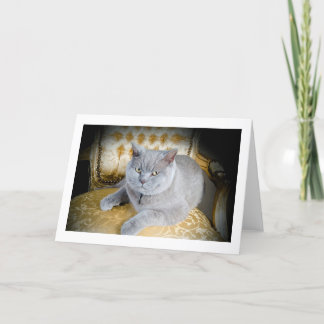 Blank Greetings Card: Grumpy Grey Cat! Card