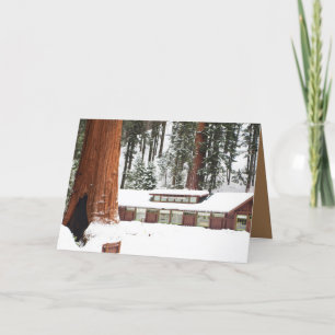 Blank Holiday Greeting card w snowy Redwoods