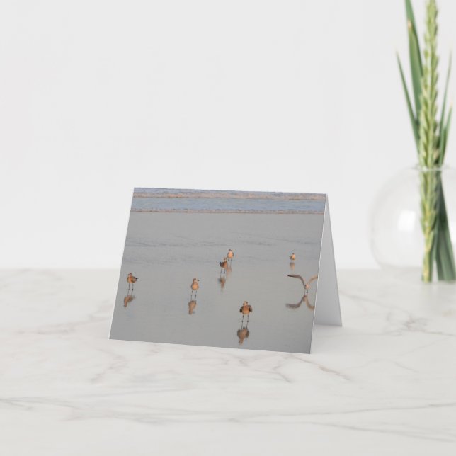 Blank Inside,  Florida Beach Shorebirds Photograph Card (Front)