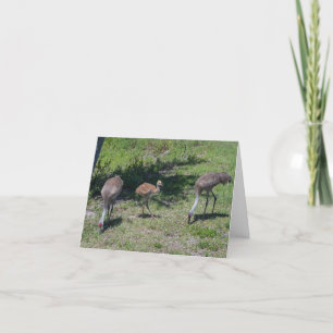 Blank Inside,  Florida Sandhill Cranes Photograph Card