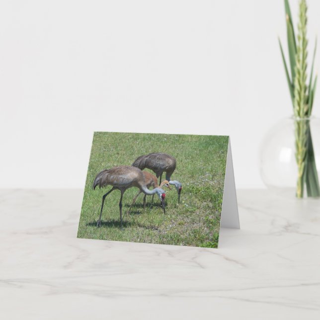 Blank Inside,  Florida Sandhill Cranes Walking Card (Front)