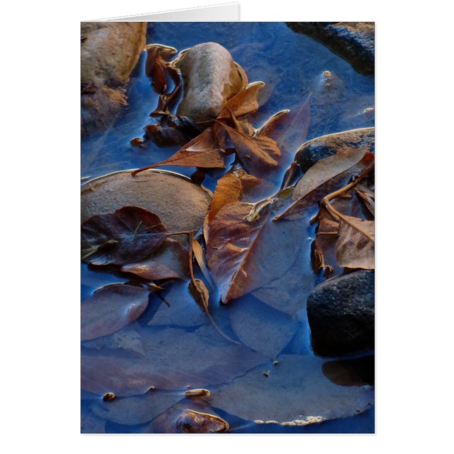 Blank Inside, Leaves (Front)