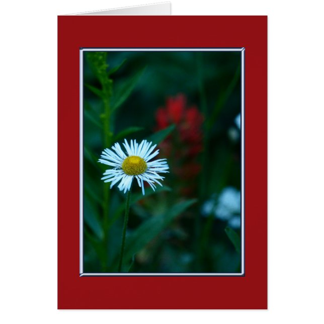 Blank Inside, White Daisy Wildflower (Front)