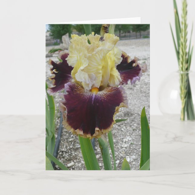 Blank Iris Card -"BATTLE OF THE BANDS" (Front)