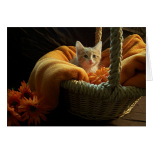 blank kitten card