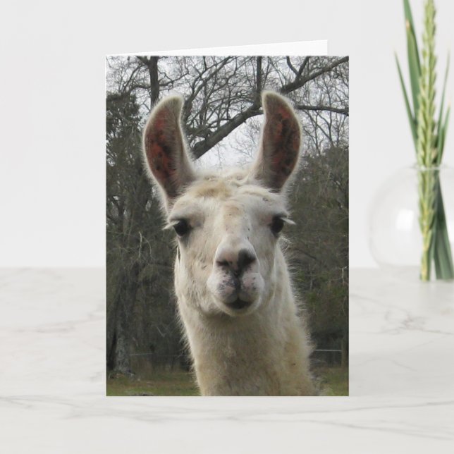Blank Llama Greeting Card (Front)