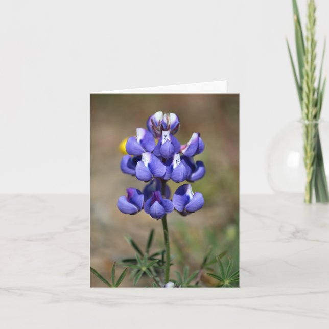 Blank, Lupin Thank You Card (Front)