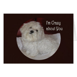 Blank Maltese "I'm Crazy About You" Love Card
