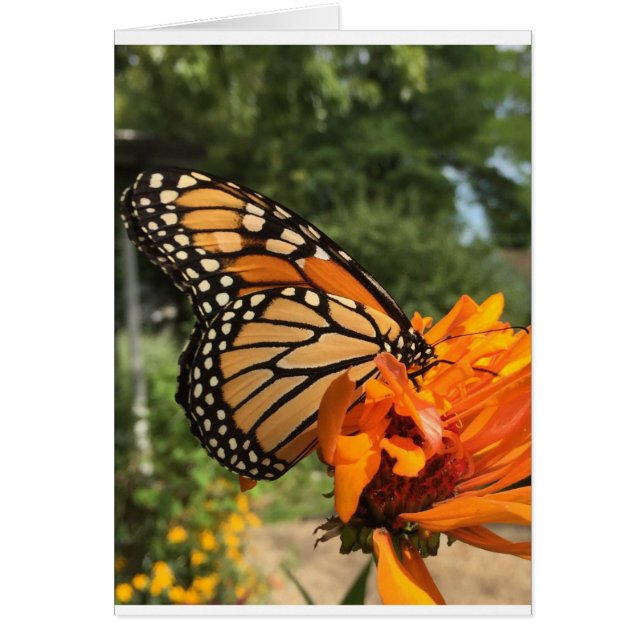 blank monarch card (Front)