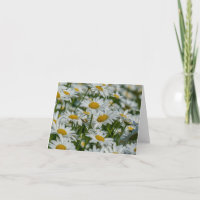 Blank Note Card - Daises in Vermont