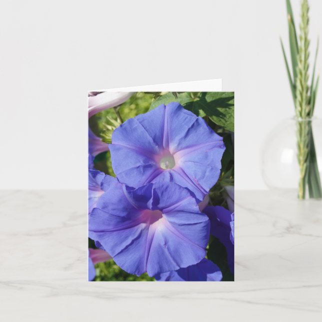 Blank Note Card, Morning Glory Card (Front)