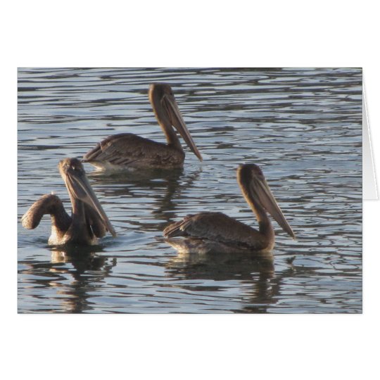 Blank Note Card--Pelicans Card