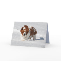 Blank Note Card w/Beautiful Basset Hound