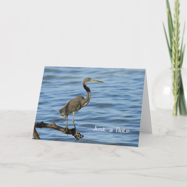 Blank Note Card with Tricolored Heron (Front)