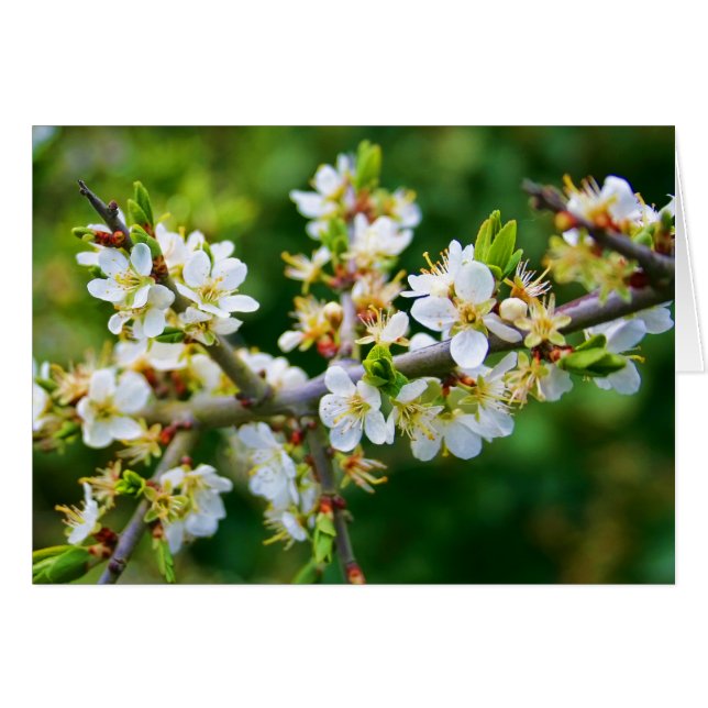 Blank notelet - Sun-Dappled Spring Hawthorn (Front Horizontal)