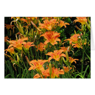 Blank Orange Flowers