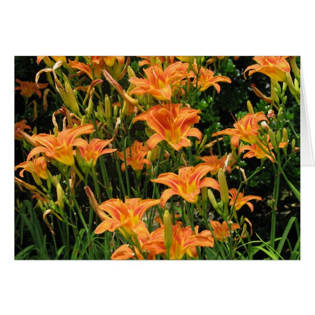 Blank Orange Flowers (Front Horizontal)