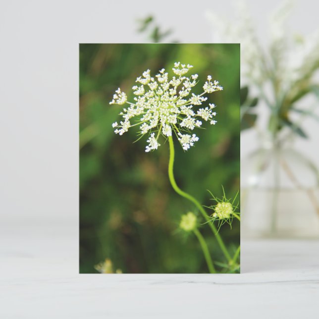 Blank Queen Anne's Lace Wildflower  Card (Standing Front)