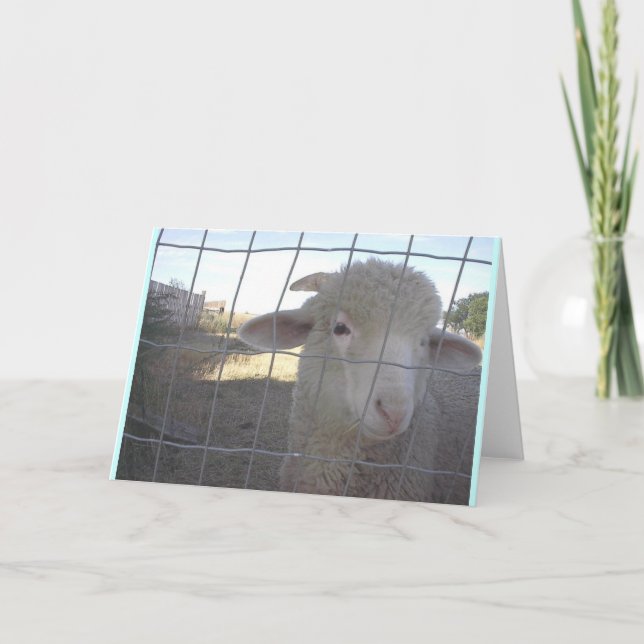 Blank Sheep note cards (Front)