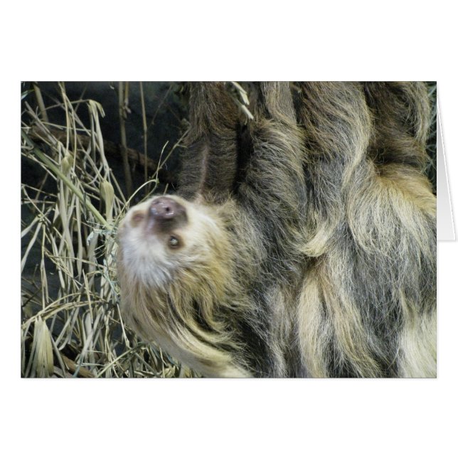 Blank Sloth Card (Front Horizontal)