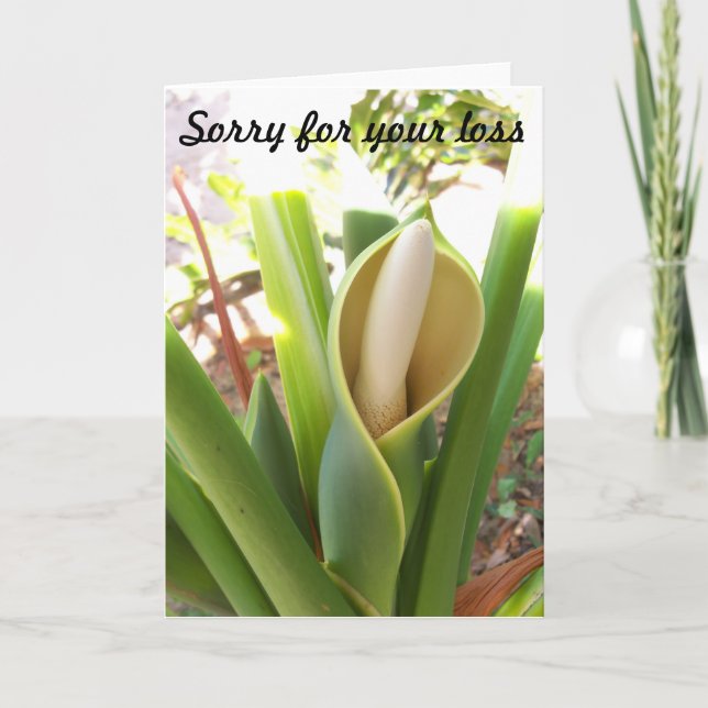 Blank Sympathy Card with Philodendron bloom (Front)